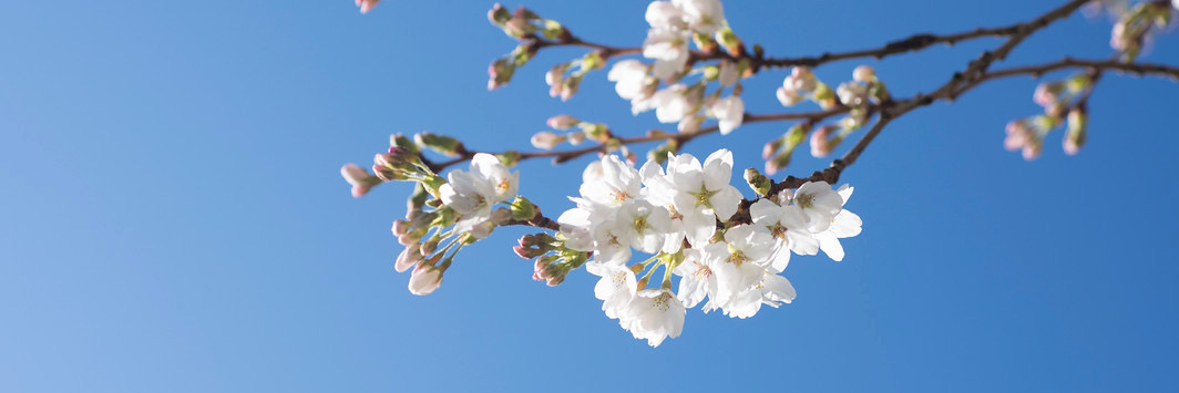 Cherry blossoms blooming on the UW campus